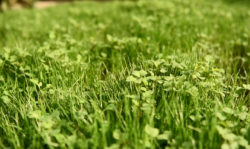 A green manure crop will help protect the soil