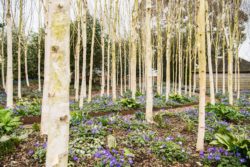 The Silver Birch forest in the Yeo Valley Organic Garden