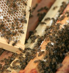 Yeo Valley are working to put bee hives across dairy farms