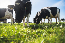 Cows grazing Yeo Valley Organic farm