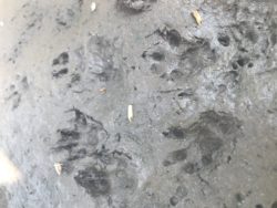 What animal made these footprints?