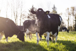 Yeo Valley Organic Cows