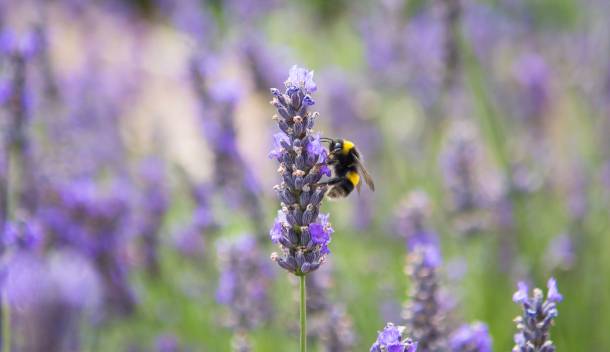 A bee on a lavender flower in Yeo Valley's organic garden