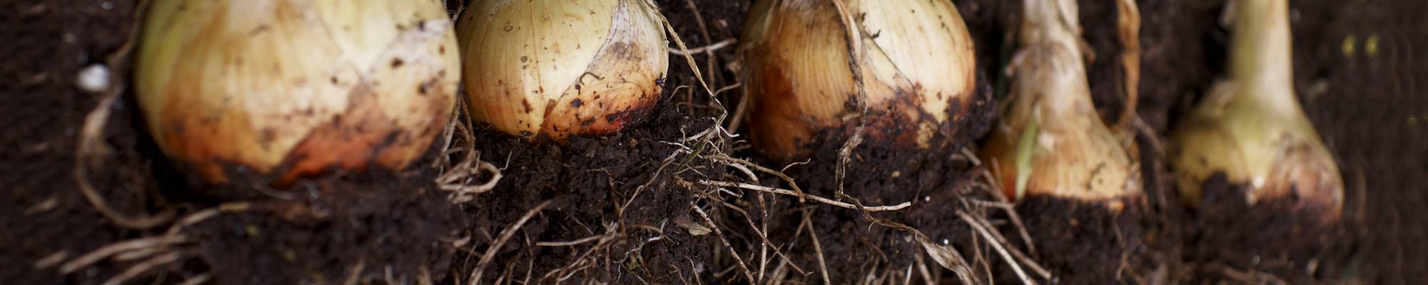 Tasty onions courtesy of organic compost at Yeo Valley