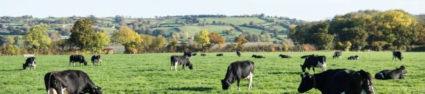 Cows in the autumn fields on the Yeo Valley Organic farm