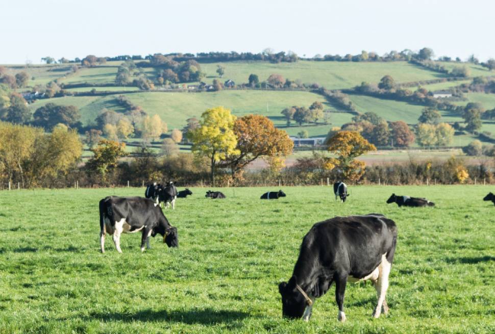 Cows in the autumn fields on the Yeo Valley Organic farm