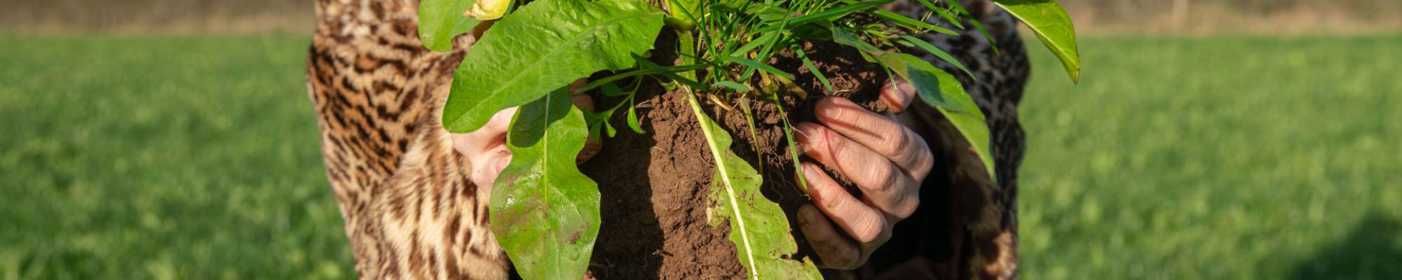 Healthy soil on the Yeo Valley organic farm