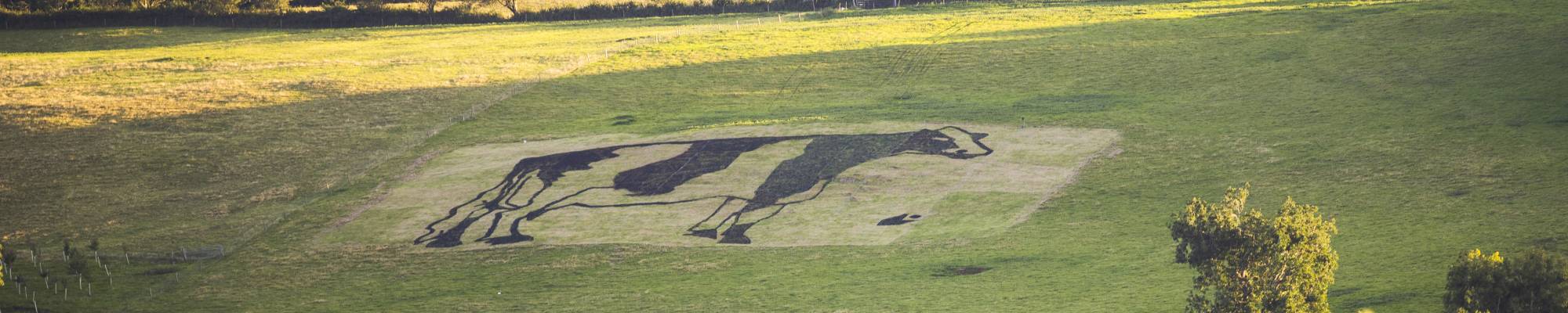 Yeo Valley organic make a giant cow on the hill out of cow poo