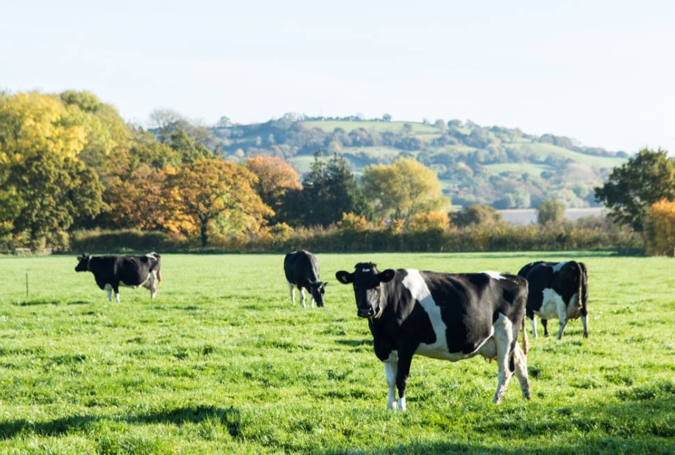 Yeo Valley organic cows