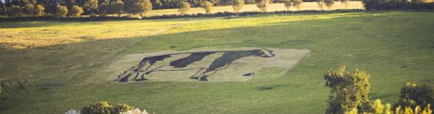 Yeo Valley organic make a giant cow on the hill out of cow poo