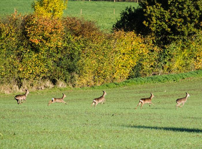 Deer in the fields of the Yeo Valley organic farm
