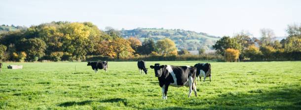 Yeo Valley organic cows